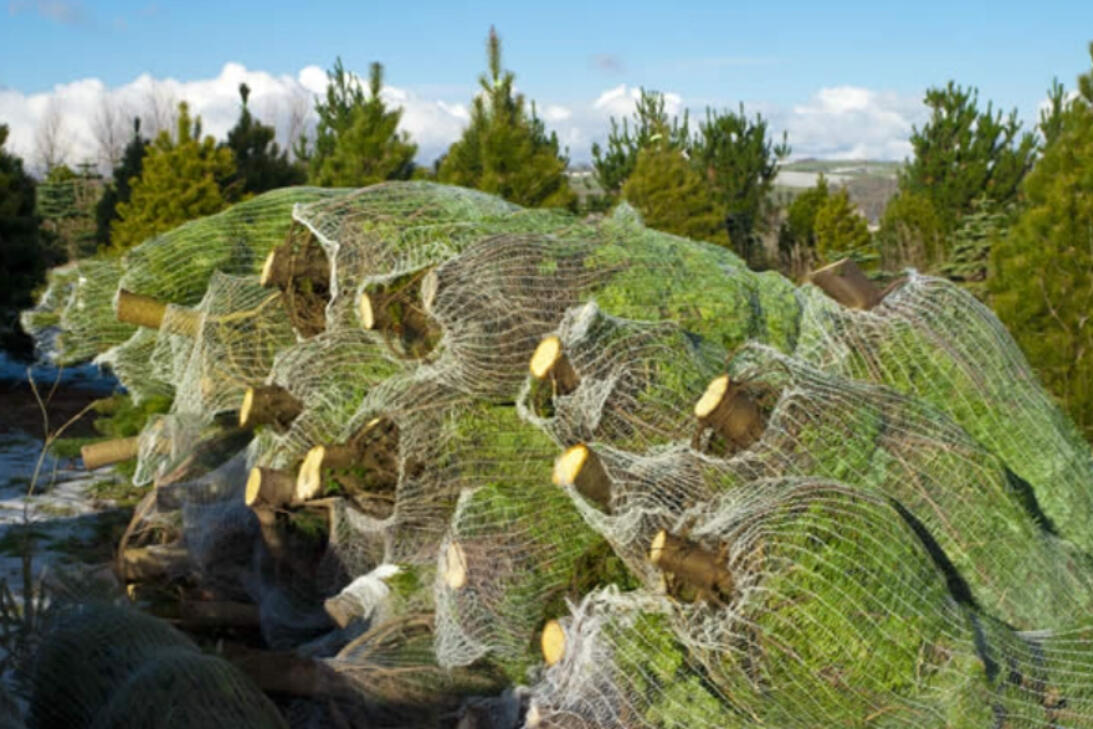 Netted Christmas trees on pallets
